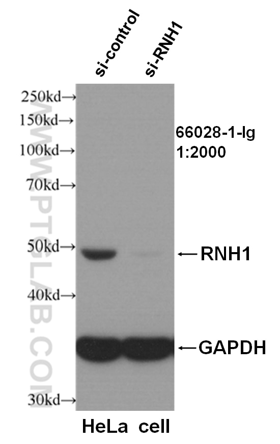 Western Blot (WB) analysis of HeLa cells using RNH1 Monoclonal antibody (66028-1-Ig)