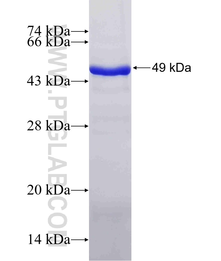 RNH1 fusion protein Ag0350 SDS-PAGE