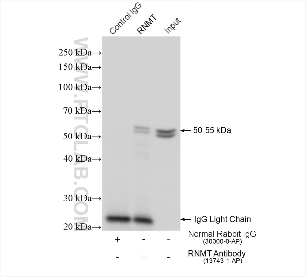 Immunoprecipitation (IP) experiment of L02 cells using RNMT Polyclonal antibody (13743-1-AP)