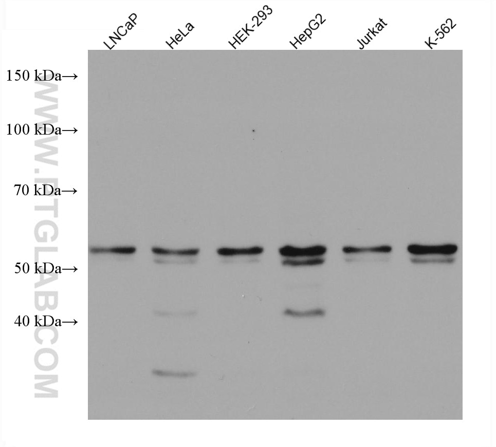 Western Blot (WB) analysis of various lysates using RNMT Monoclonal antibody (67673-1-Ig)