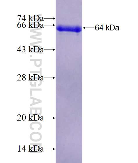 RNMT fusion protein Ag4682 SDS-PAGE