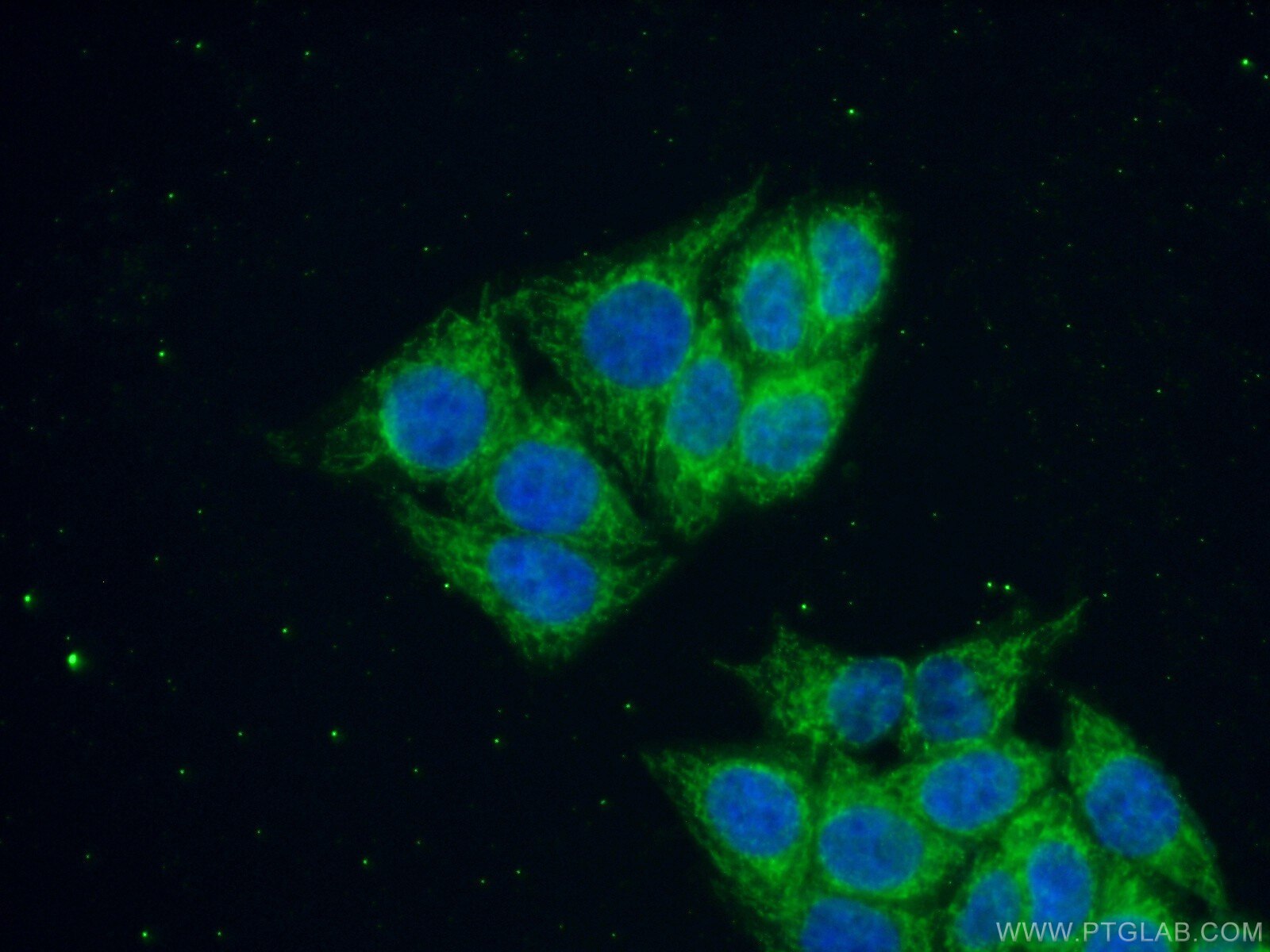 Immunofluorescence (IF) / fluorescent staining of HeLa cells using RNMTL1 Polyclonal antibody (14707-1-AP)