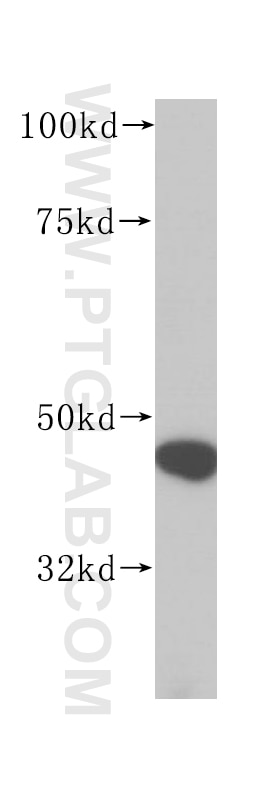 Western Blot (WB) analysis of HEK-293 cells using RNMTL1 Polyclonal antibody (14707-1-AP)