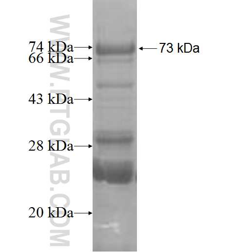 RNMTL1 fusion protein Ag6399 SDS-PAGE