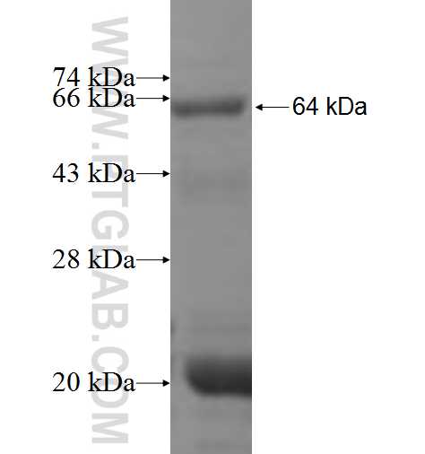 RNPEP fusion protein Ag6526 SDS-PAGE