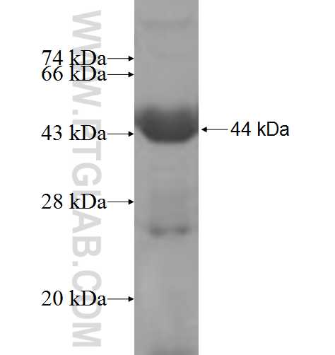 RNPEP fusion protein Ag6864 SDS-PAGE
