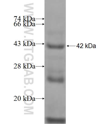 RNPEPL1 fusion protein Ag9630 SDS-PAGE