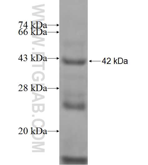 RNPEPL1 fusion protein Ag9630 SDS-PAGE RNPEPL1 fusion protein Ag9630 SDS-PAGE