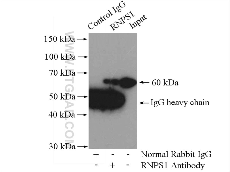 Immunoprecipitation (IP) experiment of HEK-293 cells using RNPS1 Polyclonal antibody (10555-1-AP)