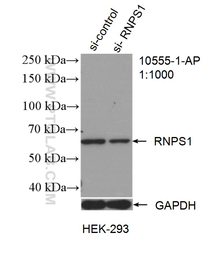 Western Blot (WB) analysis of HEK-293 cells using RNPS1 Polyclonal antibody (10555-1-AP)