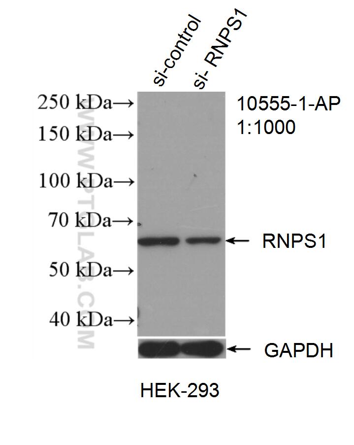 WB analysis of HEK-293 using 10555-1-AP