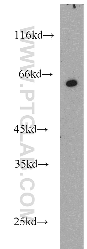 Western Blot (WB) analysis of HEK-293 cells using RNPS1 Polyclonal antibody (10555-1-AP)