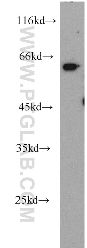 Western Blot (WB) analysis of Raji cells using RNPS1 Polyclonal antibody (10555-1-AP)