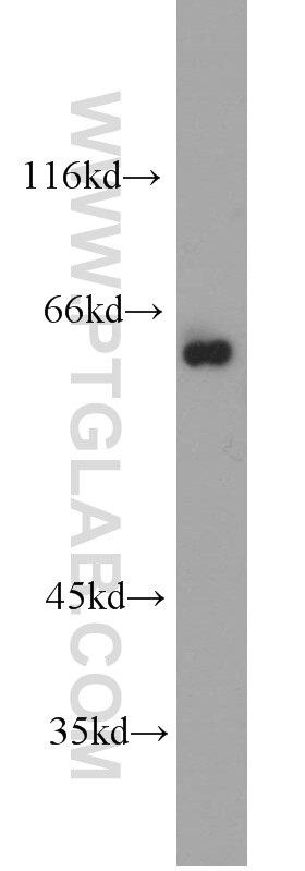 Western Blot (WB) analysis of HEK-293 cells using RNPS1 Polyclonal antibody (10555-1-AP)