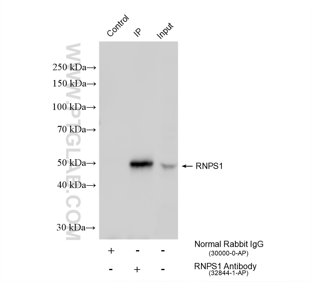 Immunoprecipitation (IP) experiment of HEK-293 cells using RNPS1 Polyclonal antibody (32844-1-AP)
