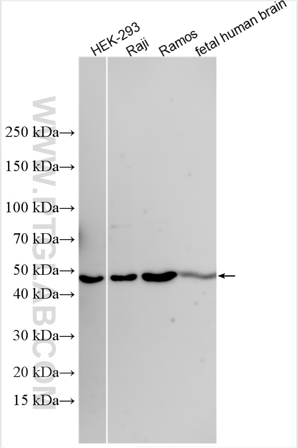Western Blot (WB) analysis of various lysates using RNPS1 Polyclonal antibody (32844-1-AP)