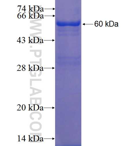 RNPS1 fusion protein Ag0844 SDS-PAGE