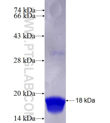 ROBLD3 fusion protein Ag28071 SDS-PAGE
