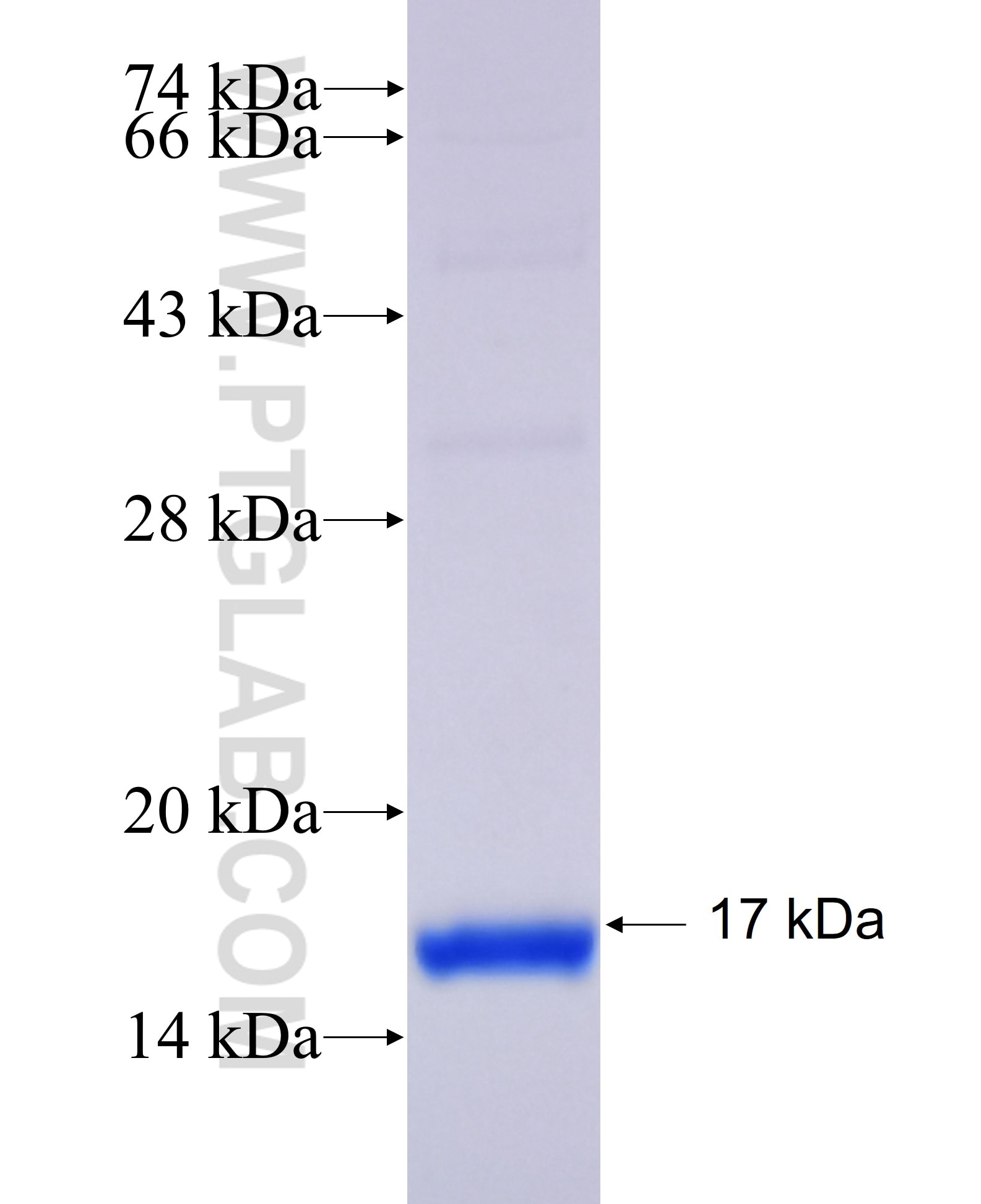 ROBLD3 fusion protein Ag28071 SDS-PAGE