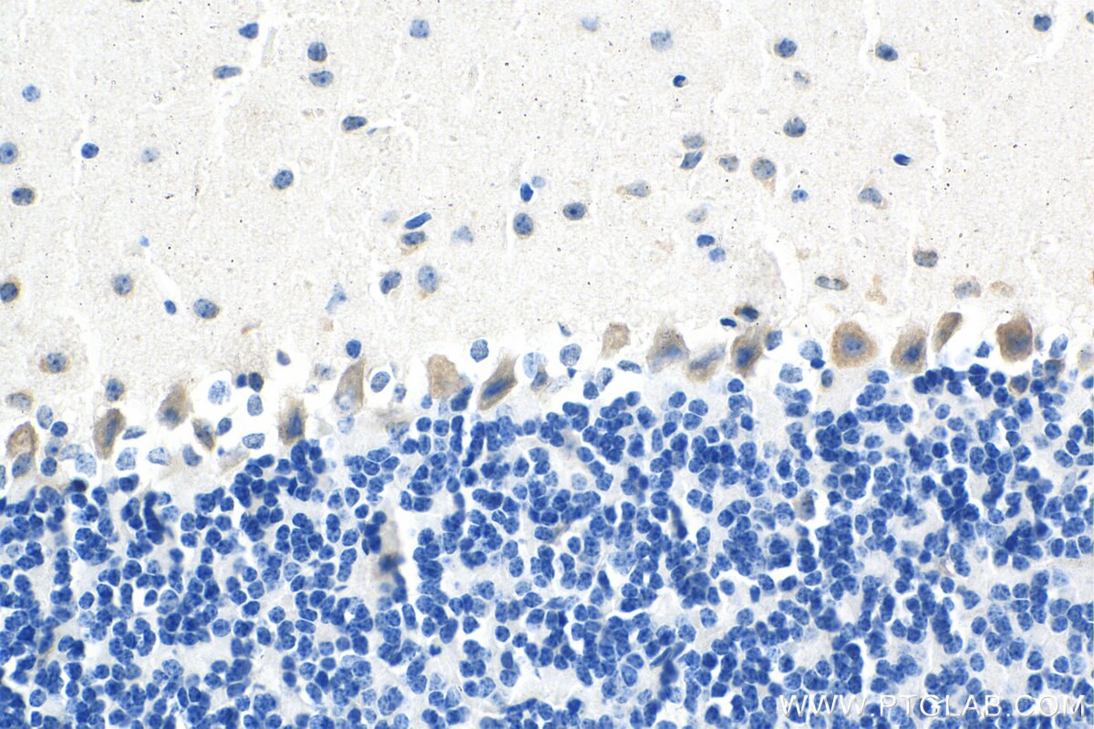 Immunohistochemistry (IHC) staining of mouse cerebellum tissue using ROBO1 Monoclonal antibody (67922-1-Ig)