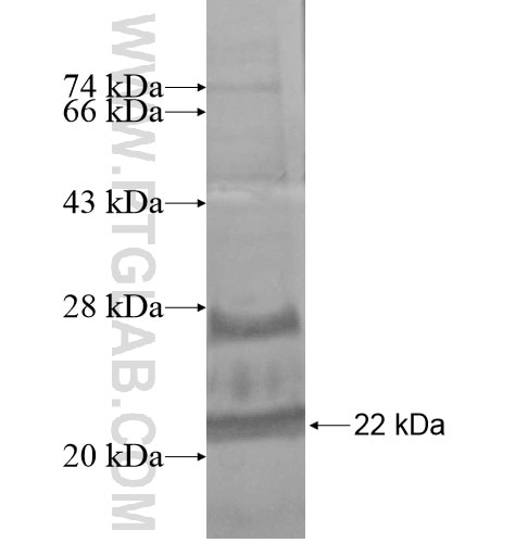 ROBO3 fusion protein Ag13530 SDS-PAGE