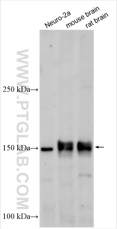 Western Blot (WB) analysis of various lysates using ROBO3-Specific Polyclonal antibody (20220-1-AP)