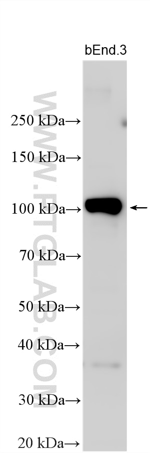 WB analysis using 20221-1-AP Western Blot (WB) analysis of various lysates using ROBO4-Specific Polyclonal antibody (20221-1-AP)