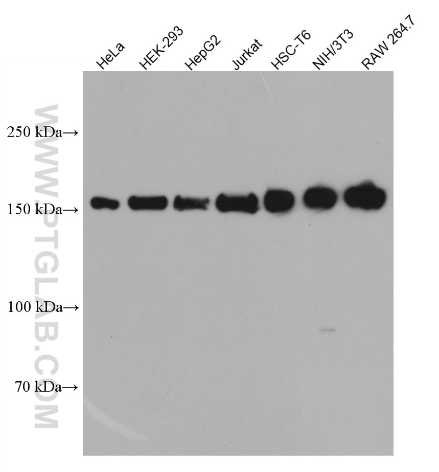 Western Blot (WB) analysis of various lysates using ROCK1 Monoclonal antibody (66782-1-Ig)
