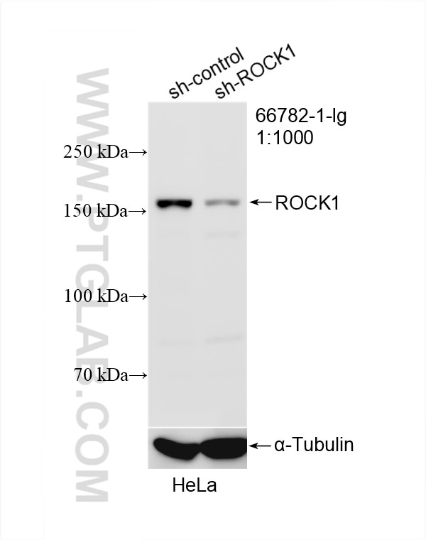 Western Blot (WB) analysis of HeLa cells using ROCK1 Monoclonal antibody (66782-1-Ig)