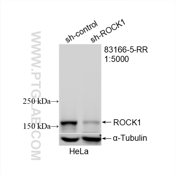 Western Blot (WB) analysis of HeLa cells using ROCK1 Recombinant monoclonal antibody (83166-5-RR)