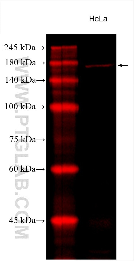 Western Blot (WB) analysis of various lysates using CoraLite®594-conjugated ROCK2 Monoclonal antibody (CL594-66633)