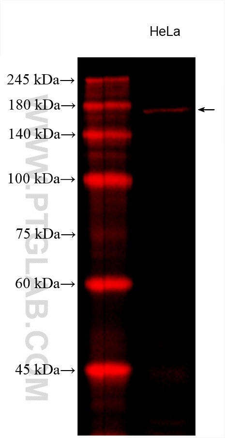 WB analysis using CL594-66633