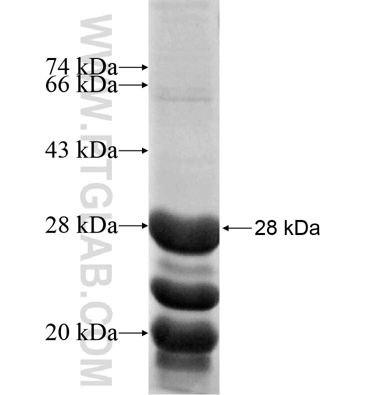 ROCK2 fusion protein Ag16800 SDS-PAGE