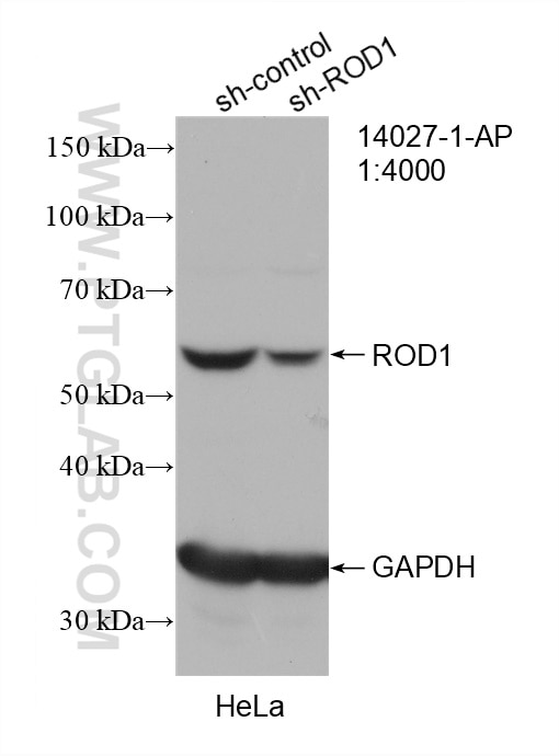 Western Blot (WB) analysis of HeLa cells using ROD1 Polyclonal antibody (14027-1-AP)