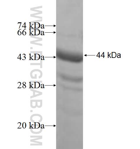 ROD1 fusion protein Ag5446 SDS-PAGE