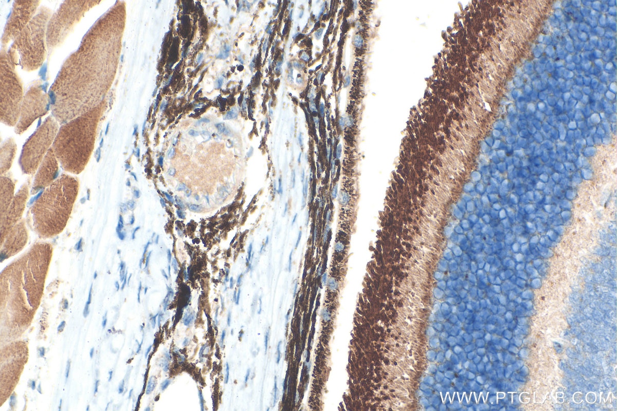 Immunohistochemistry (IHC) staining of mouse eye tissue using ROM1 Polyclonal antibody (21984-1-AP)