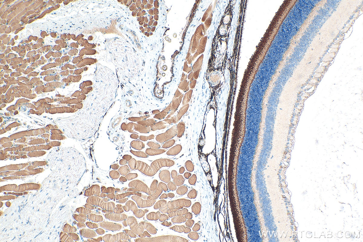 Immunohistochemistry (IHC) staining of mouse eye tissue using ROM1 Polyclonal antibody (21984-1-AP)
