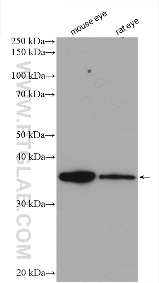 Western Blot (WB) analysis of various lysates using ROM1 Polyclonal antibody (21984-1-AP)