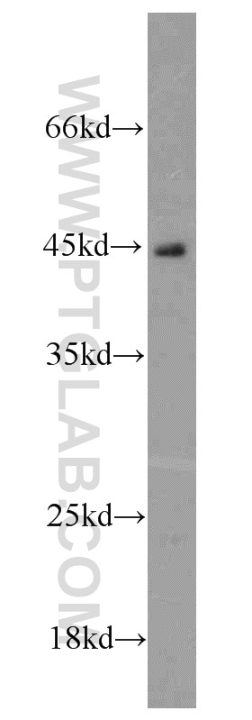 Western Blot (WB) analysis of HeLa cells using ROM1 Polyclonal antibody (21984-1-AP)