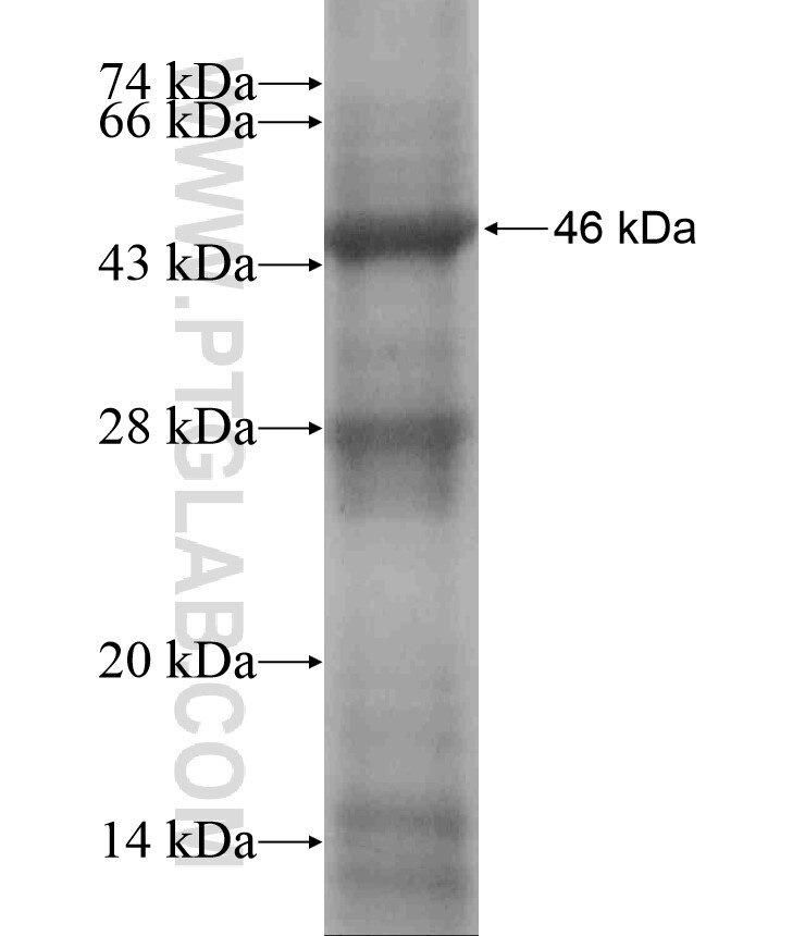 ROM1 fusion protein Ag17049 SDS-PAGE