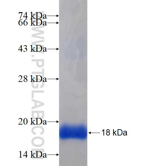 ROM1 fusion protein Ag17626 SDS-PAGE