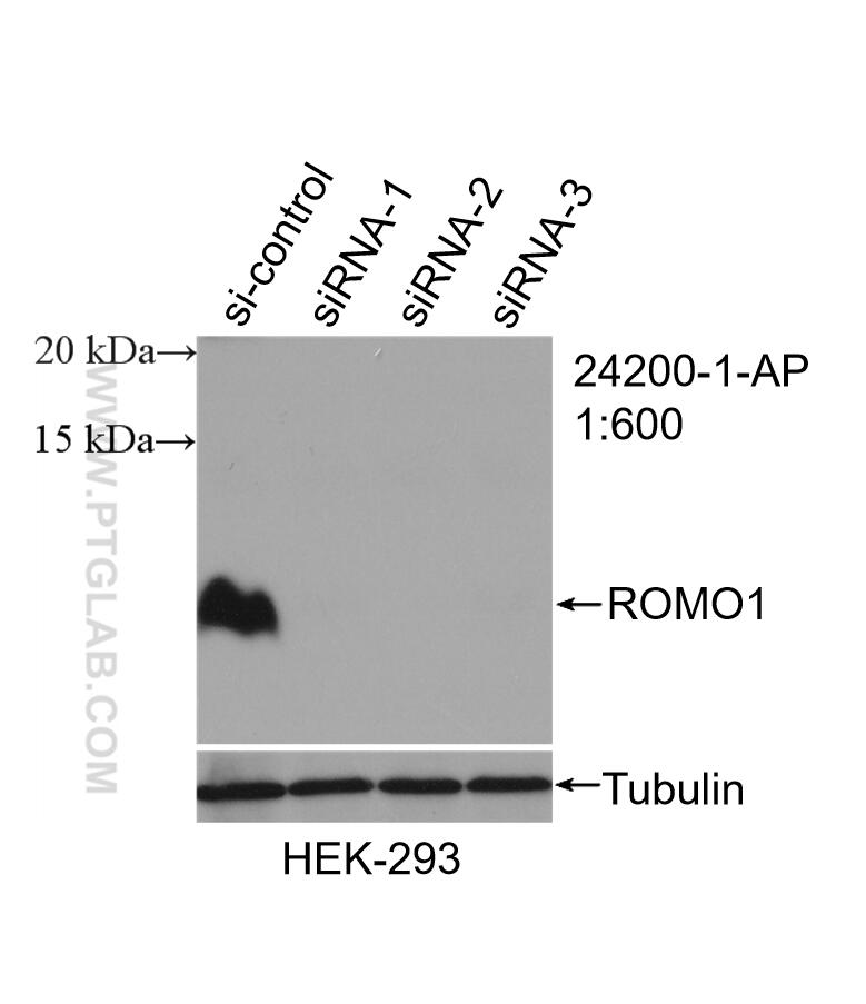 Western Blot (WB) analysis of HEK-293 cells using ROMO1 Polyclonal antibody (24200-1-AP)