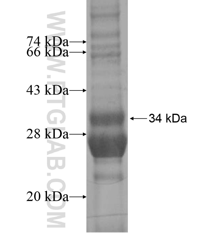 ROMO1 fusion protein Ag16891 SDS-PAGE