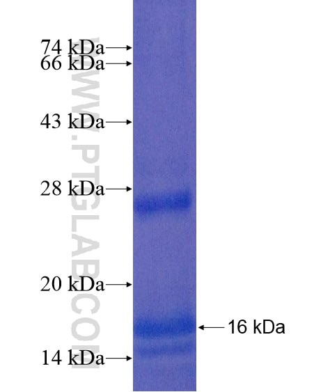 ROMO1 fusion protein Ag20368 SDS-PAGE