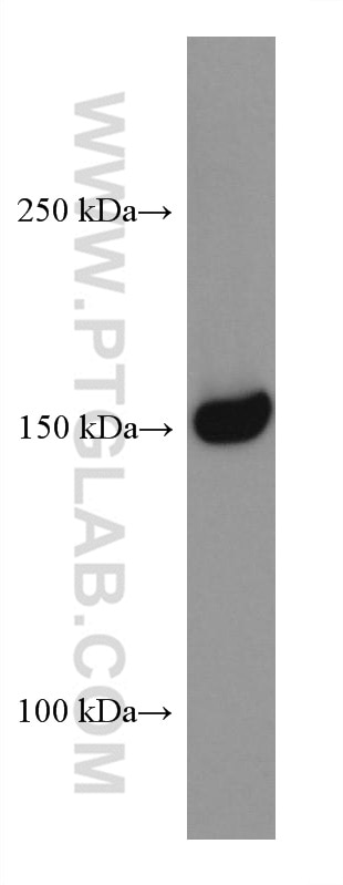 Western Blot (WB) analysis of BxPC-3 cells using RON, MST1R Monoclonal antibody (67954-1-Ig)