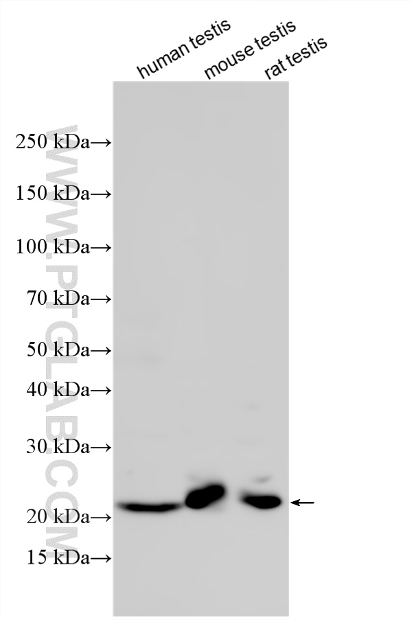 Western Blot (WB) analysis of various lysates using ROPN1B Polyclonal antibody (33925-1-AP)
