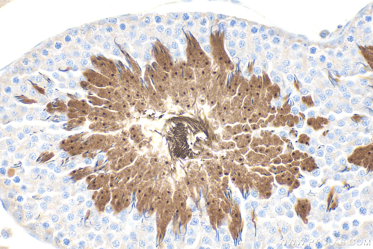 IHC staining of rat testis using 34136-1-AP Immunohistochemistry (IHC) staining of rat testis tissue using ROPN1B Polyclonal antibody (34136-1-AP)
