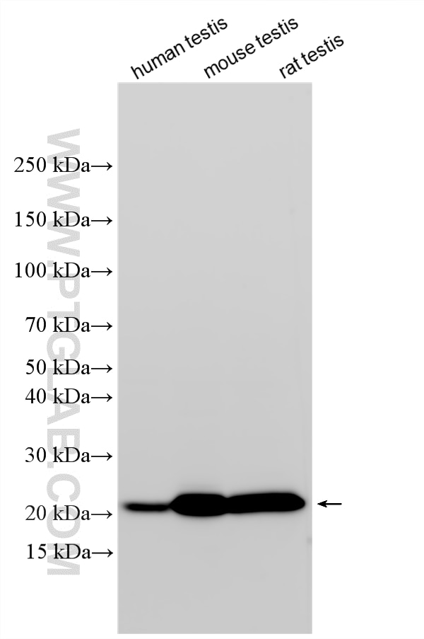 WB analysis using 34136-1-AP Western Blot (WB) analysis of various lysates using ROPN1B Polyclonal antibody (34136-1-AP)
