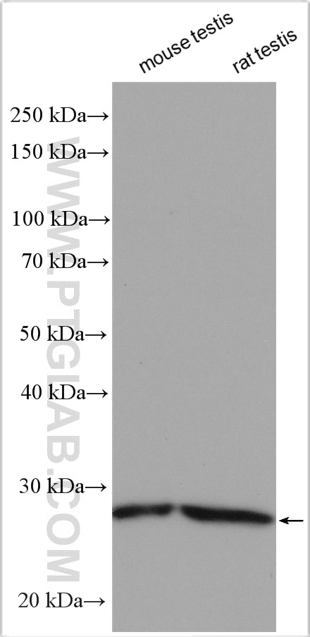 Western Blot (WB) analysis of various lysates using ROPN1L Polyclonal antibody (12565-1-AP)