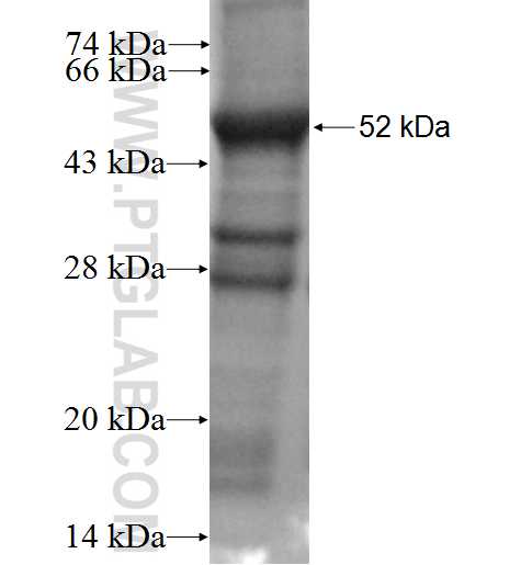 ROPN1L fusion protein Ag3178 SDS-PAGE